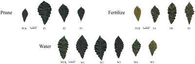 Integrated physiological and transcriptomic analyses reveal the molecular mechanism behind the response to cultivation in Quercus mongolica